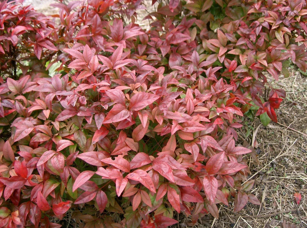 Heavenly Bamboo Seeds - 20 Pack Nandina domestica for Landscaping & Privacy Screens - Vibrant Foliage & Red Berries