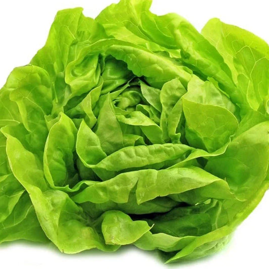 Organic Bibb Lettuce Seeds - Heirloom Lactuca sativa for Salad Gardens - Non-GMO, 200+ Seeds, Indoor & Outdoor Planting