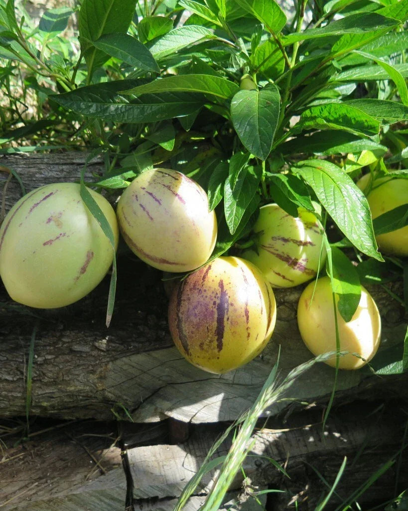 Pepino Melon Seeds Pack of 20 | Solanum muricatum | Sweet Cucumber Fruit for Home Gardening