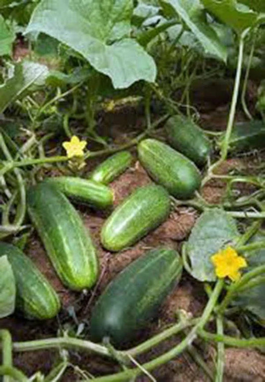 Heirloom Cucumber Seeds 500 Count Non-GMO Cucumis sativus for Home Garden, Salad & Pickling