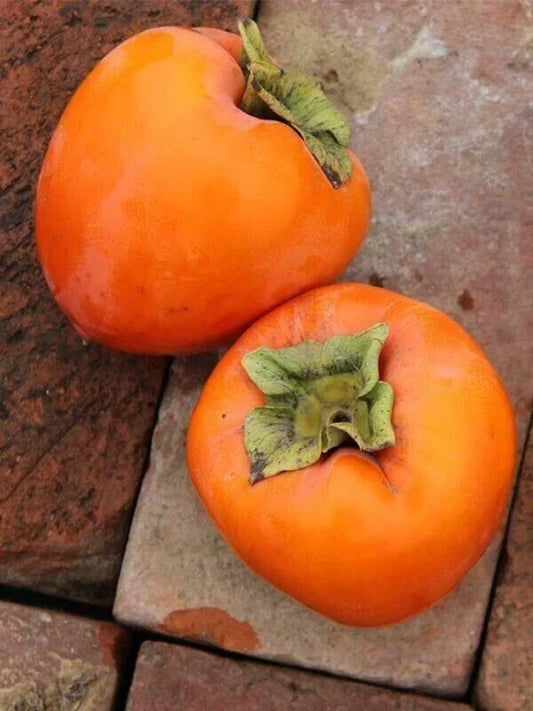 Hachiya Persimmon Tree Cuttings - 6 Unrooted 6-8" Diospyros kaki for Grafting & Rooting, Japanese Fruit Tree for Garden or Orchard