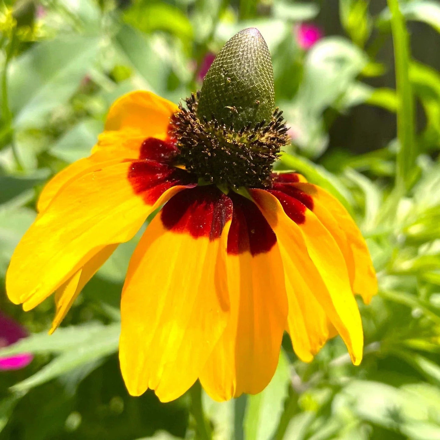 Clasping Coneflower Seeds - Yellow Dracopis Rudbeckia for Garden Planting 2025 - Pollinator Attracting Wildflower Seeds
