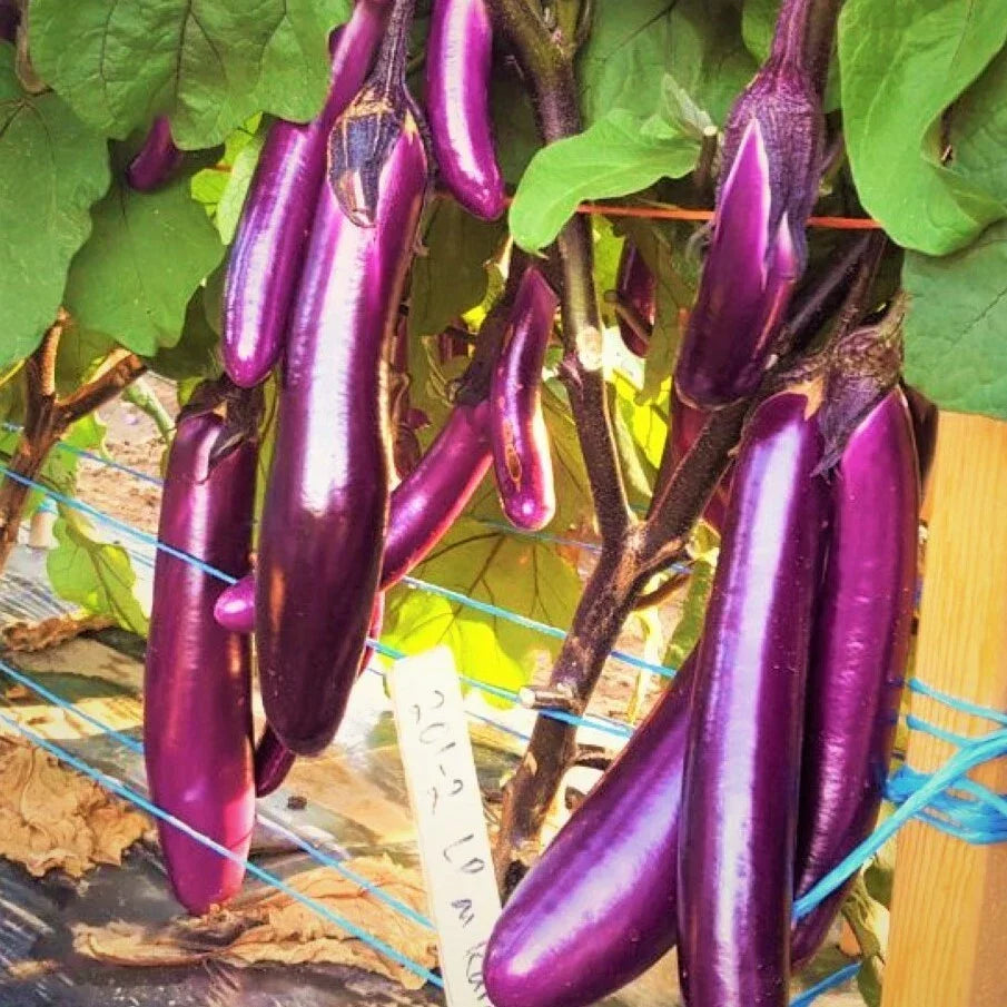 Purple Shine Chinese Eggplant Seeds – Long Aubergine Solanum melongena for Asian Cuisine, Container Gardening, 20 Seeds