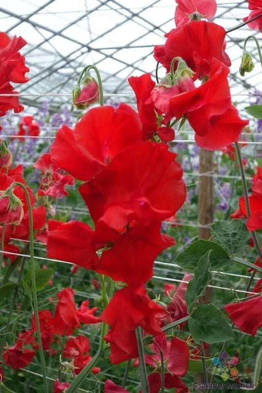 Harrogate Gem Sweet Pea Seeds - 50+ Pack, Fragrant Climbing Vines, Lathyrus odoratus, Garden Planting, Mixed Colors, USA