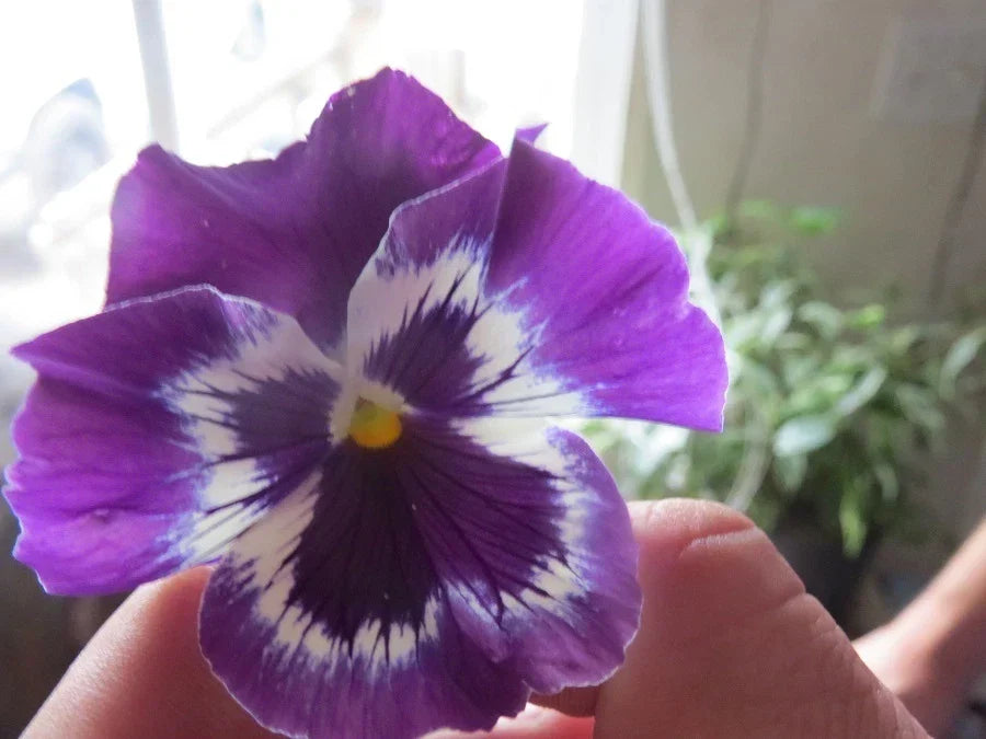 Snow Pansy Seeds - Viola tricolor var. hortensis, 50 Purple Blotch Flower Seeds for Garden Beds, Borders & Containers