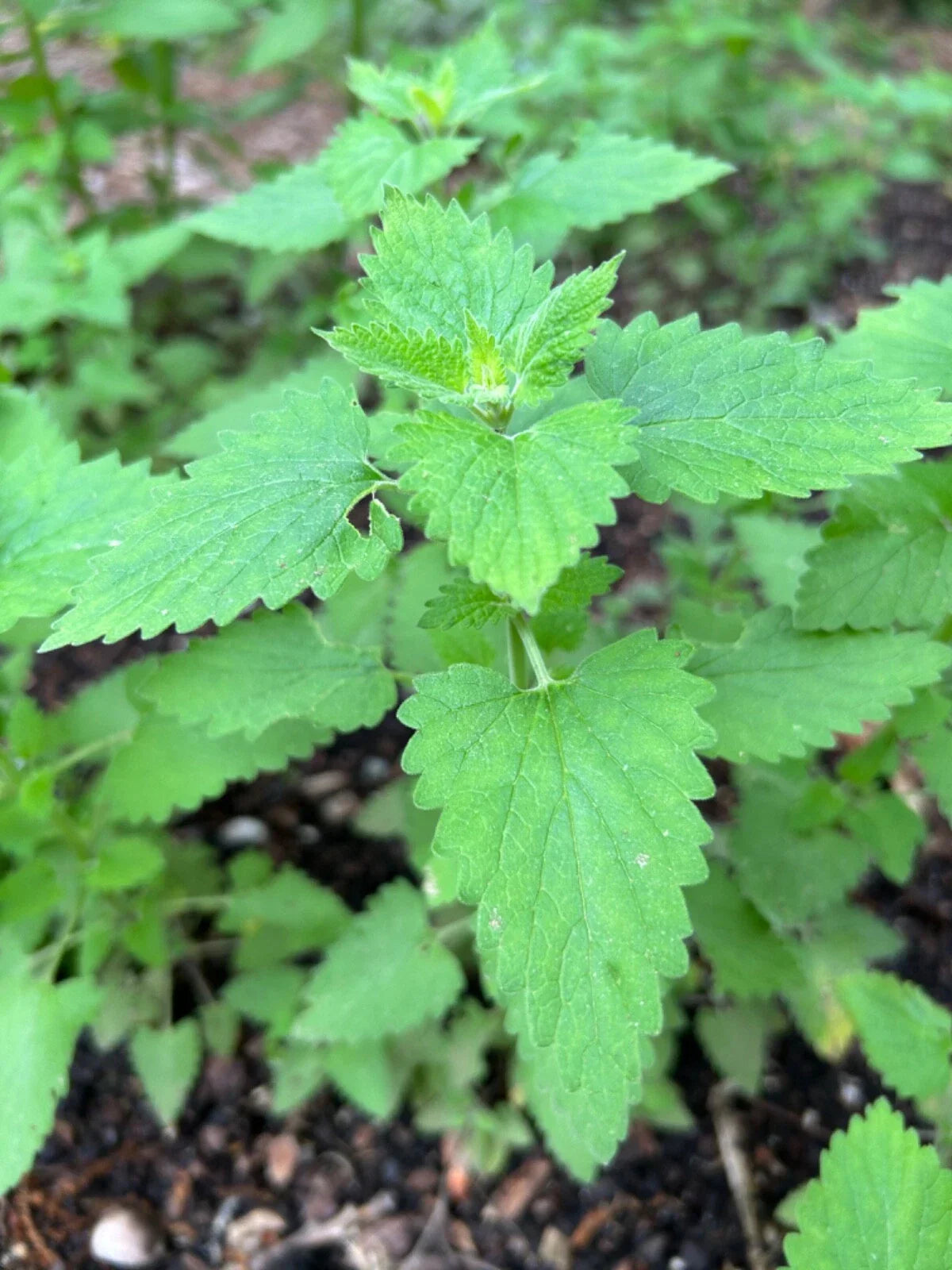 Catnip Plants - 3 Established Live Perennials - Organic Nepeta Cataria - Pesticide-Free Rooted Transplants for Cats