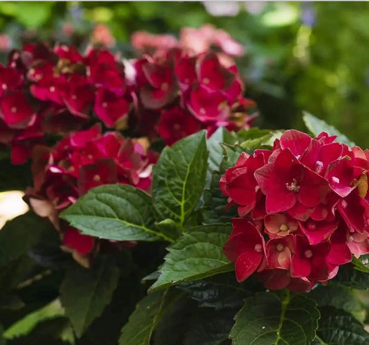 Heart Throb Hydrangea Starter Plant - Blood Red Blooms, Hydrangea macrophylla, Well-Rooted 4-Inch Pot