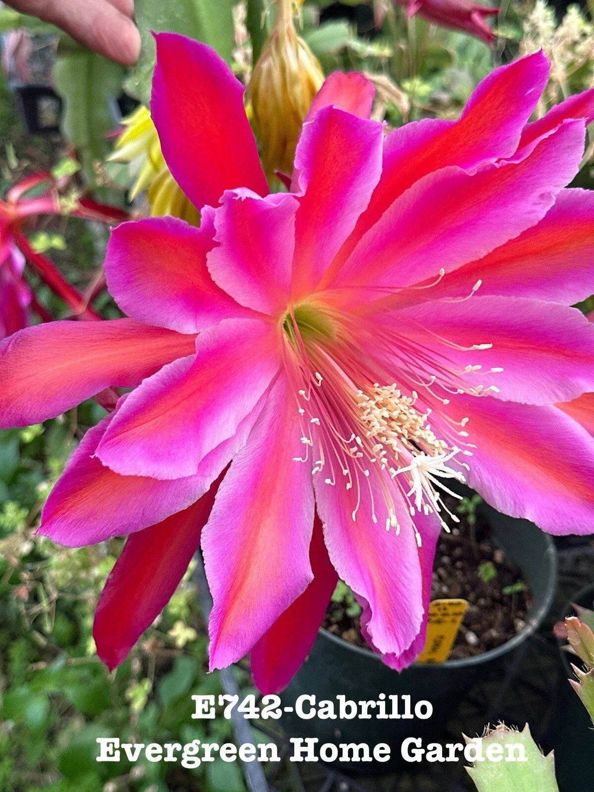 Rooted Epiphyllum Orchid Cactus 4-Inch Starter Pot Cabrillo Variety Unique Indoor Houseplant