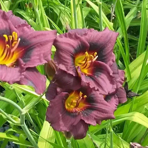 Hemerocallis Siloam Plum Tree Daylily Bare Root Perennial Plant with Purple Flowers and Yellow Throat