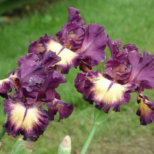 Iris Rhizome Blood Moon - Iris Germanica Perennial Flower Plant for Borders, Beds & Containers