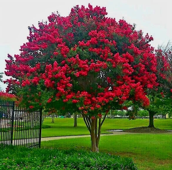 Crape Myrtle Tree Seeds - Lagerstroemia Indica - Lilac Flowers, Vibrant Blooms, Butterfly Attractant, Drought Tolerant, 20 Seeds
