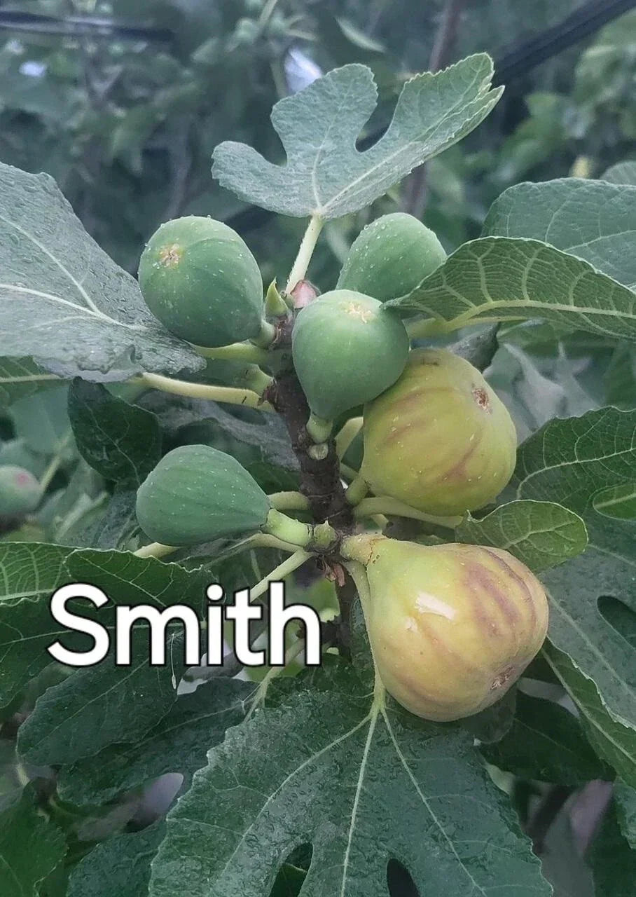 Rare Fig Cuttings - 3 Fresh Smith Variety Ficus carica Planting Material for Garden and Home