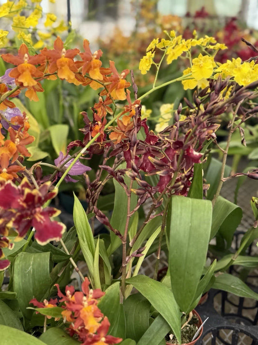 Orchid Plant in 2-3" Pot, Surp Orchid, Blooming Variety, Home Decor, Gift, Indoor Orchid, Elegant Flowering Plant