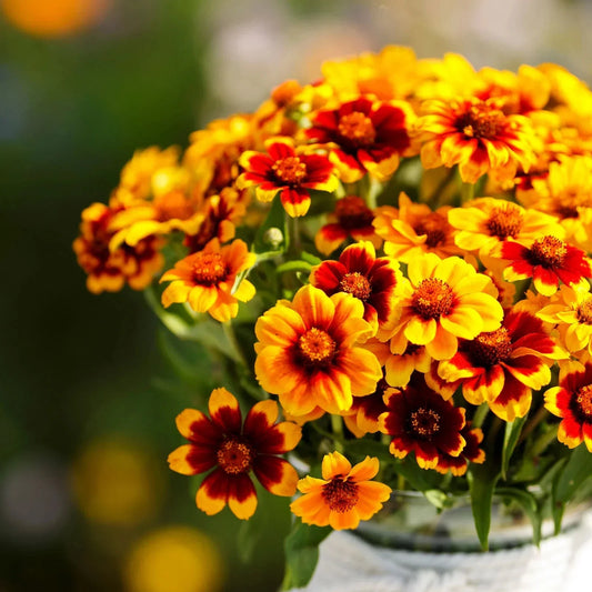 Mexican Persian Carpet Zinnia Seeds - 100+ Colorful Flower Seeds for Borders, Containers, and Gardens - Zinnia elegans