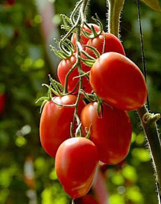 Organic Rio Grande Tomato Seeds – Heirloom, Non-GMO, Solanum lycopersicum, 10+ Seeds for Home Gardens & Containers