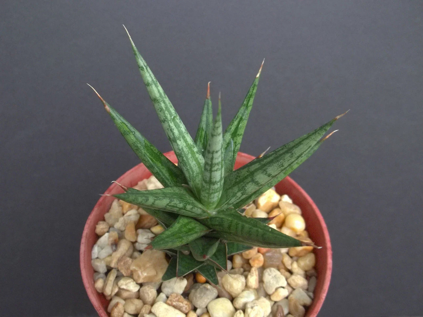 Sansevieria Francisii Plant 4-Inch Pot | Rare Exotic Succulent for Outdoor Garden Collection