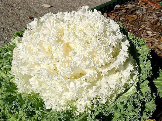Ornamental Kale Seeds - Kamome White, 40 Seeds, Brassica oleracea, Frilled White Leaves, Garden Border, Container Planting