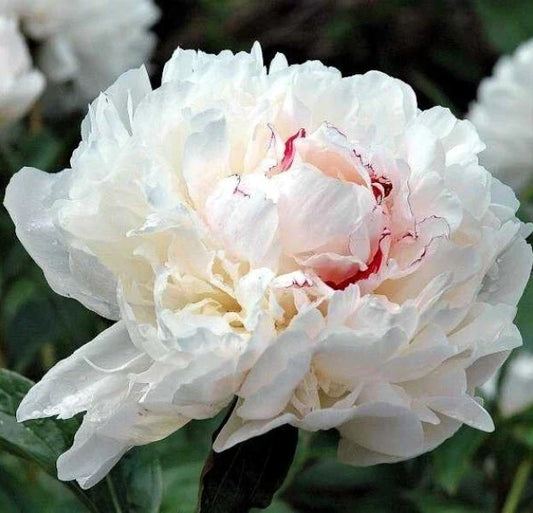 Peony Bare Root Plant - Festiva Maxima - White Pink Fragrant Blooms - Paeonia lactiflora - Outdoor Garden Perennial