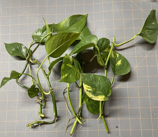 Golden Pothos Plant Rooted Cuttings - Epipremnum aureum - 5 Healthy Indoor Starter Plants for Greenery
