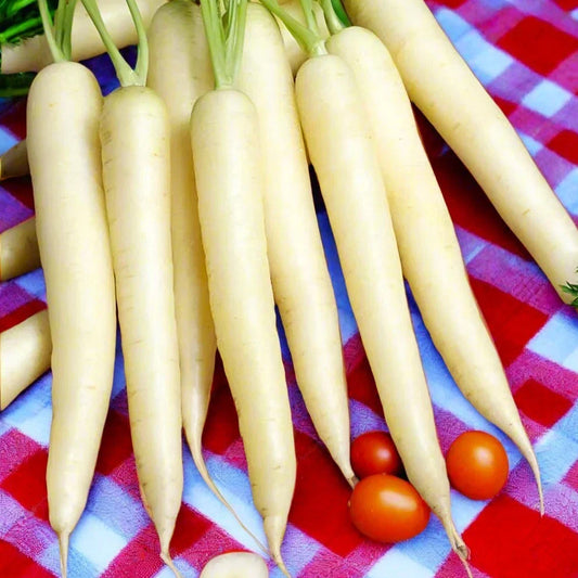 Lunar White Carrot Seeds - Pure Albino Gourmet Ivory Moon Variety, Non-GMO Daucus carota for Spring Planting