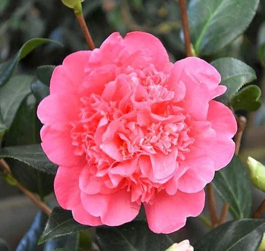 5 Fresh Cuttings Camellia 'Anticipation' Flowering Shrub 6-8 inches Camellia japonica Ideal for Propagation
