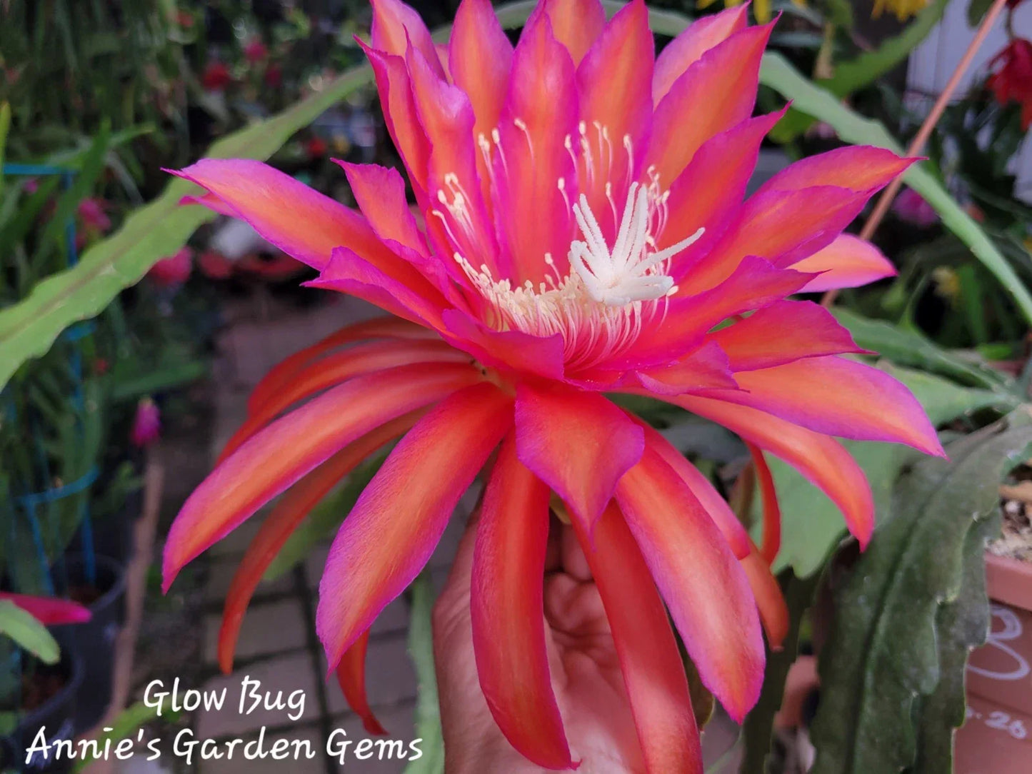 Epiphyllum Cuttings 8-10 Inches Glow Bug Epicactus Unrooted Plant Propagation Succulent Cactus