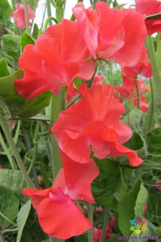 John Markham Sweet Pea Seeds - 50+ Pack, Fragrant Lathyrus odoratus, Heirloom Garden Seeds for Climbing Vines, Colorful Blooms, USA