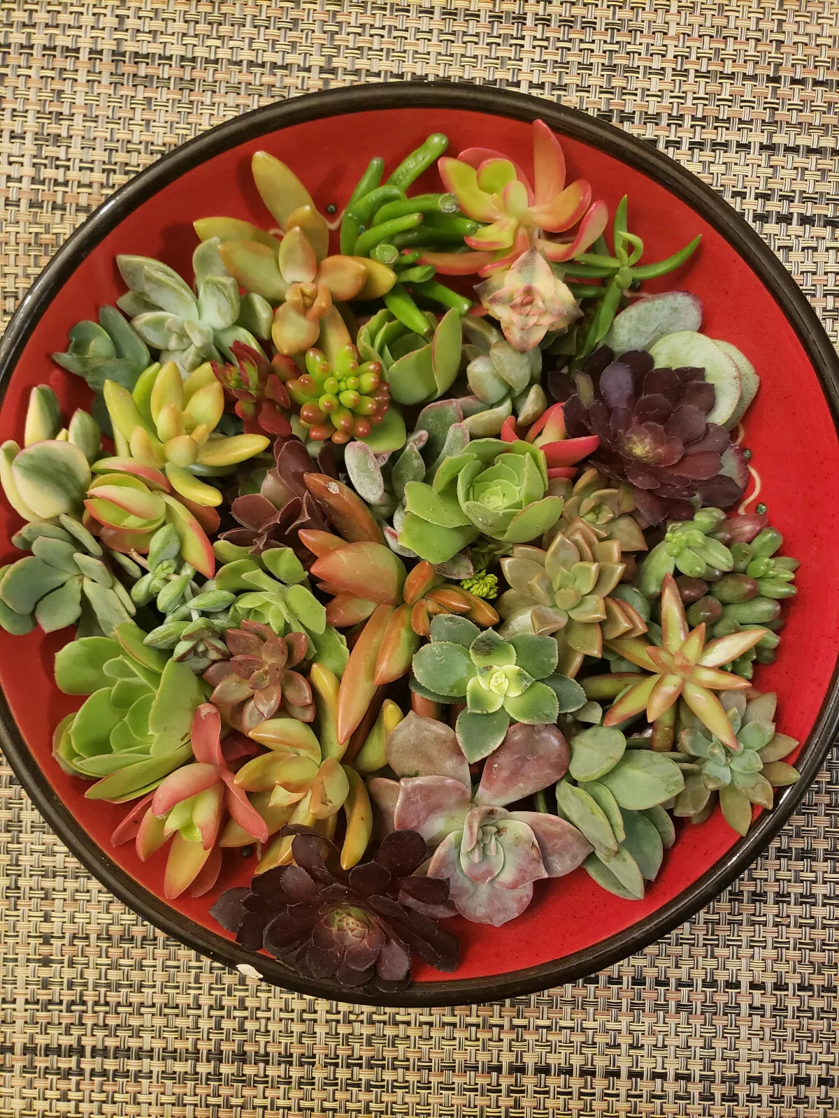 Succulent Cuttings 40 Pieces Mixed Varieties Echeveria Sedum Crassula Ideal for DIY Arrangements and Terrariums