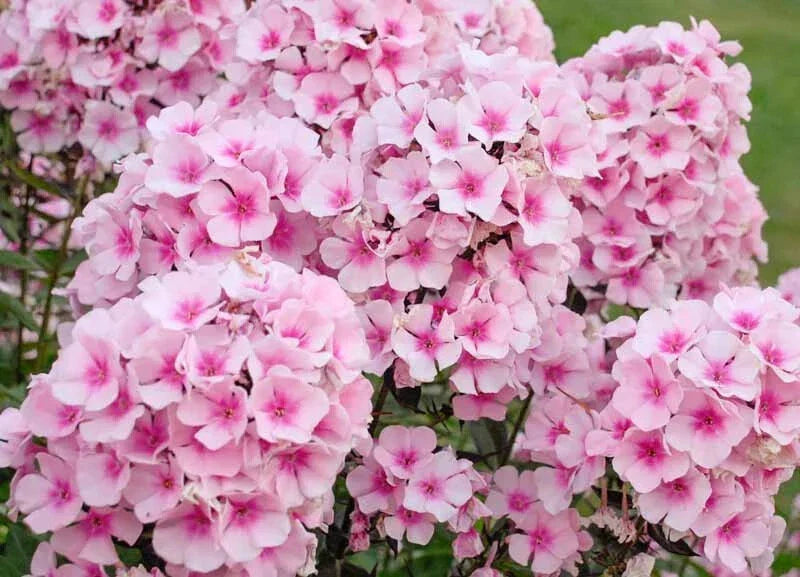 Bright Eyes Phlox Seeds - Over 100 Pink & White Flower Seeds for Garden, Perennial, Phlox paniculata, Attracts Pollinators