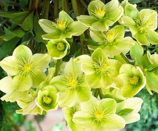Hellebore Live Plant with Roots, Snow Love Winter Magic, Perennial Flower, Helleborus niger, Winter-Blooming, Shade Garden