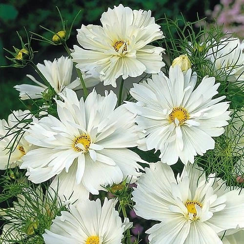 Psyche White Cosmos Seeds - 200+ Pack, Cosmos bipinnatus, Garden Flower, White Bloom, Easy to Grow, Attracts Pollinators, USA Grown