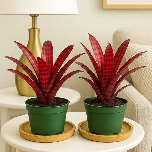 Hamber Eyes Bromeliad 2 Pack – Rare Tropical Indoor Houseplants in 4" Pots, Unique Foliage, Vibrant Colors, Easy Care