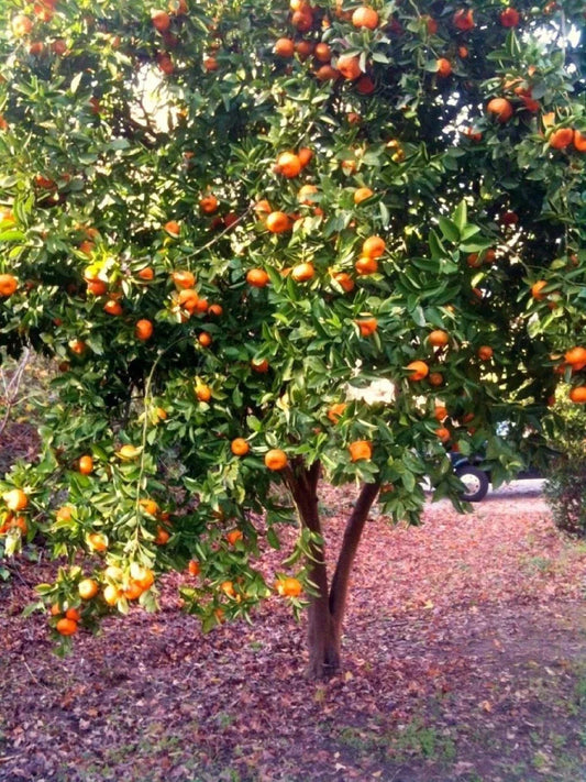 Organic Dwarf Mandarin Orange Tree Seeds | Citrus reticulata | Edible Fruit, Compact, Full Sun, Home Gardening