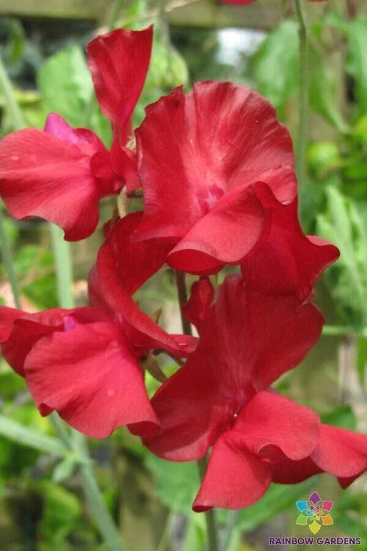 Kenneth Sweet Pea Seeds - 50+ Pack, Edible Flower Seeds for Garden Climbing Vine, Lathyrus odoratus, Fragrant, Non-GMO