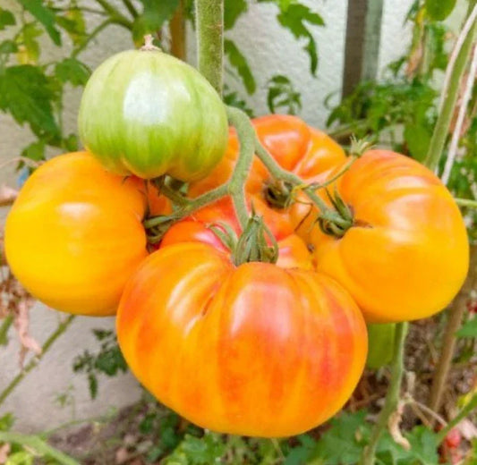 Hawaiian Pineapple Beefsteak Tomato Seeds - Heirloom, Non-GMO, Indeterminate, Large Juicy Fruits, Solanum lycopersicum, 30 Seeds