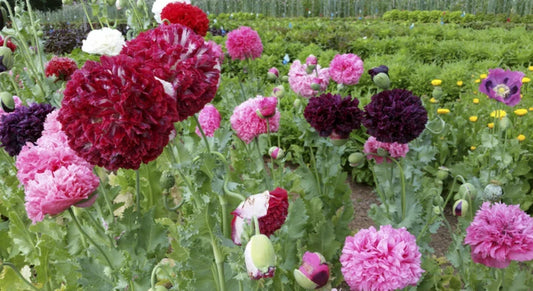Organic Poppy Seeds - Mixed Colors, Double Blooms, Papaver somniferum, 500 Seeds for Garden, Borders & Cut Flowers