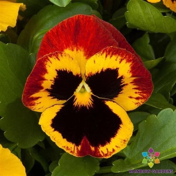Majestic Giants Fire Blotch Pansy Seeds – 200+ Viola tricolor var. hortensis for Vibrant Garden Blooms