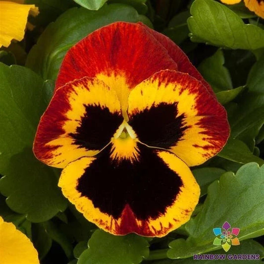 Majestic Giants Fire Blotch Pansy Seeds – 200+ Viola tricolor var. hortensis for Vibrant Garden Blooms