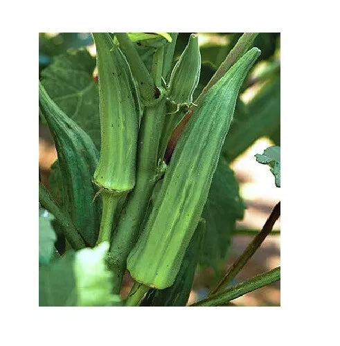 Okra Seeds - Clemson Spineless Heirloom Non-GMO Seeds for Tender Pods - Abelmuscus esculentus, 4000 Pack