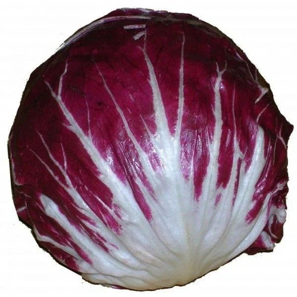 Radicchio Seeds 100 Count Organic Rouge de Verona Cichorium intybus for Italian Salads & Cuisine