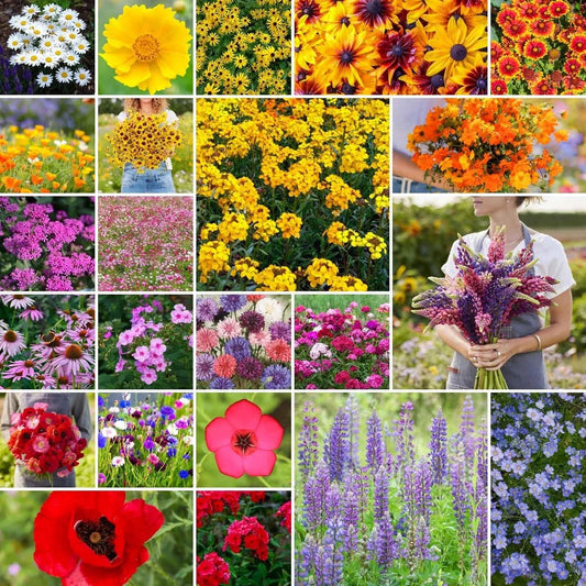 Northeast Wildflower Seed Mix 1/4 lb Native Pollinator Friendly Eco-Friendly Planting for Gardens & Wild Areas