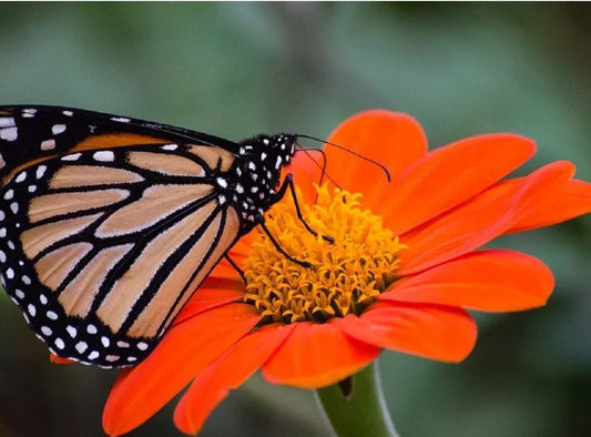 Mexican Torch Sunflower Seeds 25 Orange Bloom Tithonia rotundifolia Non-GMO Pollinator Attracting