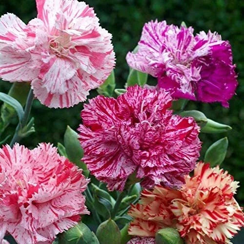 Double Picotee Mix Carnation Seeds | Non-GMO Dianthus caryophyllus Flower Seeds for Garden, Full Sun, Fringed Blooms