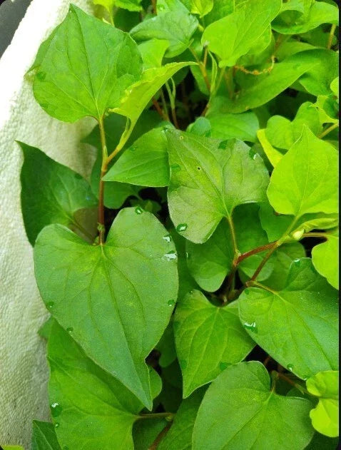 Live Bare Root Fish Mint Plants - Houttuynia Cordata Asian Herb 10 Pack for Culinary & Garden Use