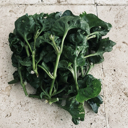Hot Weather Spinach Collection – 12 Cuttings – Okinawa, Brazilian, Longevity Edible Greens for Warm Climates