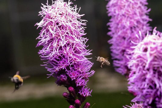 Kobold Dense Blazing Star Seeds - Liatris spicata - Perennial Flower Seeds for Pollinator Gardens, Native Wildflowers, 25+ Seeds