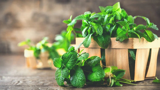 Organic Spearmint & Peppermint Herb Cuttings – Mentha spp. Fresh Culinary Plants, 10++ Cuttings for Gardening & Teas