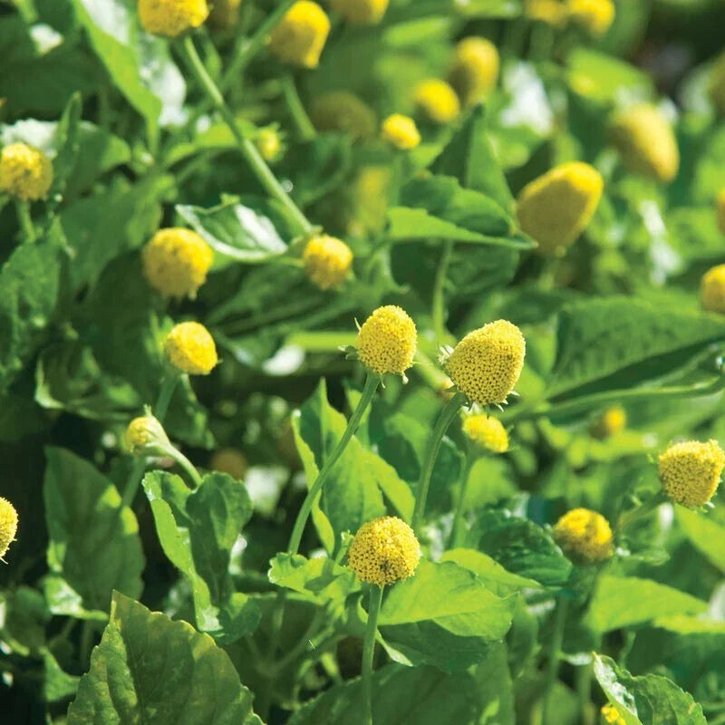 Paracress Seeds - 100 Count - Medicinal Herb for Natural Remedies - Toothache Plant - Acmella oleracea - Easy to Grow
