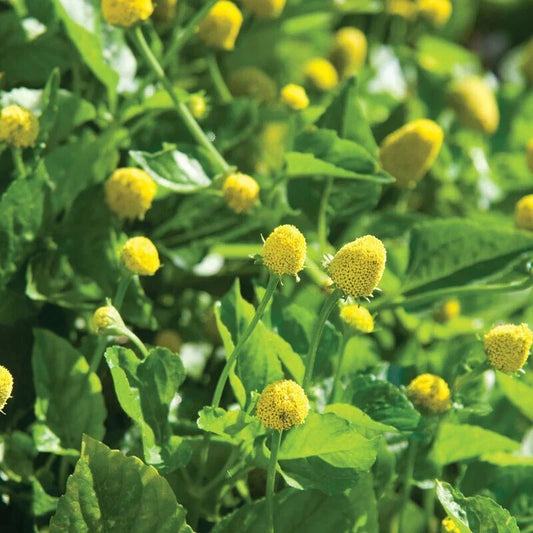 Paracress Seeds - 100 Count - Medicinal Herb for Natural Remedies - Toothache Plant - Acmella oleracea - Easy to Grow