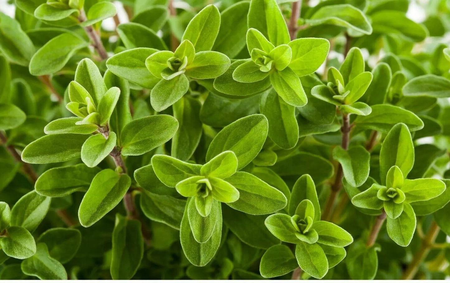 Sweet Marjoram Seeds - 1000+ Count, Perennial Herb, Majorana hortensis, Aromatic, Garden & Culinary, Non-GMO, USA Grown